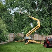 How Our Tree Care Process Works  in  Arnold, CA