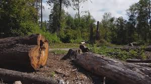 Landscape Design and Installation in Arnold, CA