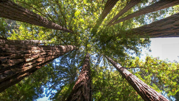 Best Emergency Tree Removal  in Arnold, CA