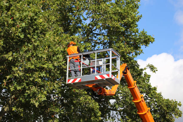 Best Commercial Tree Services  in Arnold, CA