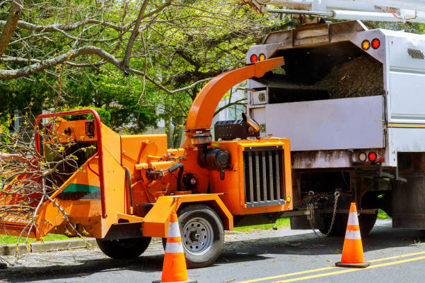 Best Tree Preservation Services  in Arnold, CA