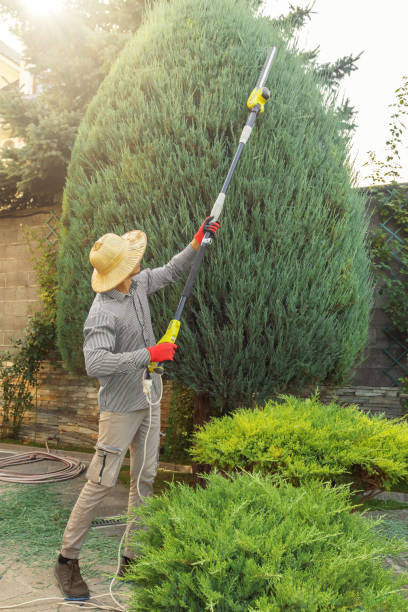 Best Stump Grinding and Removal  in Arnold, CA